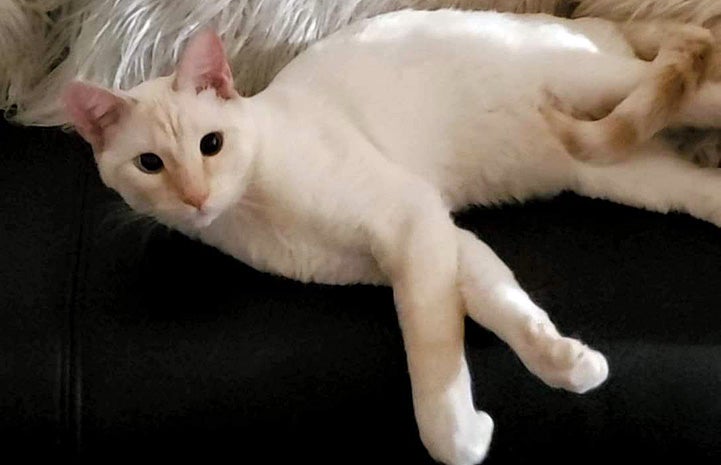Chamomile the flamepoint Siamese cat lying on his side