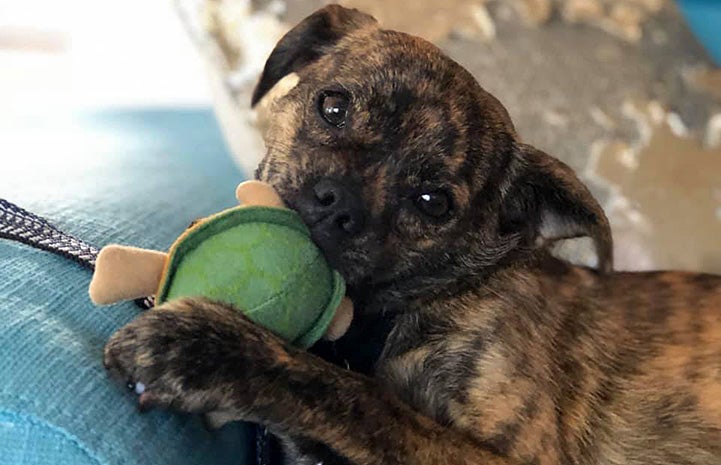 Mustard the brindle Chihuahua dog chewing on a toy