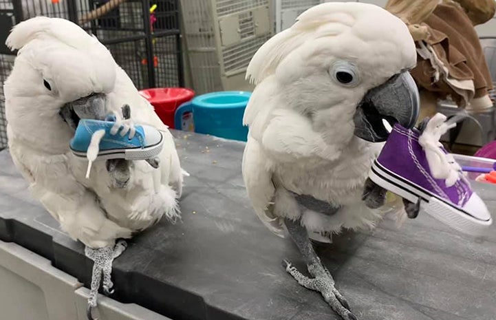 Pair of cockatoos, each holding a tiny shoe and chewing on it