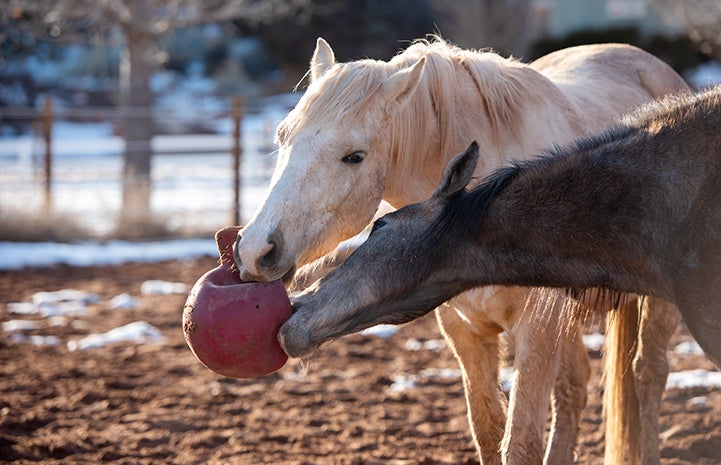 Horses Dusty and Prince playing with a ball together