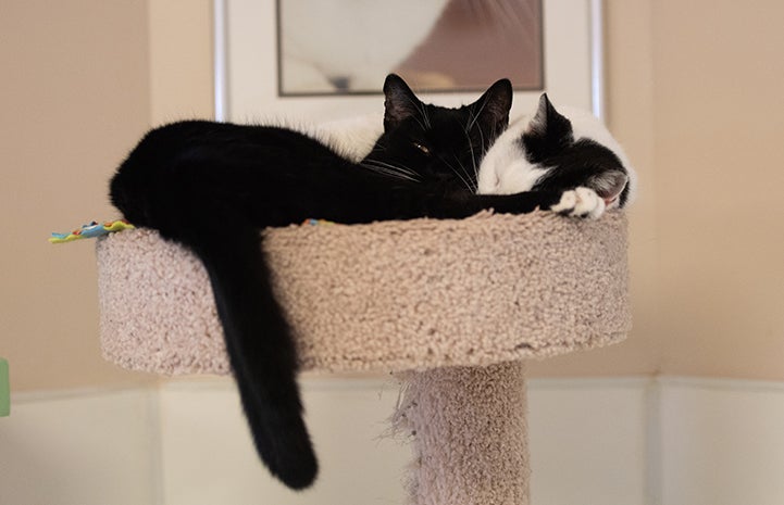 Spatz and Maisie the cats snuggling together on a cat tree perch