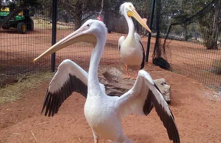 Pair of pelicans buddy up during wildlife rehabilitation