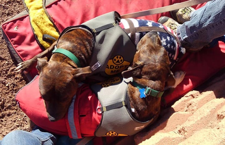Abu and Raja, puppies from the same litter, both wearing matching "Adopt Me" vests