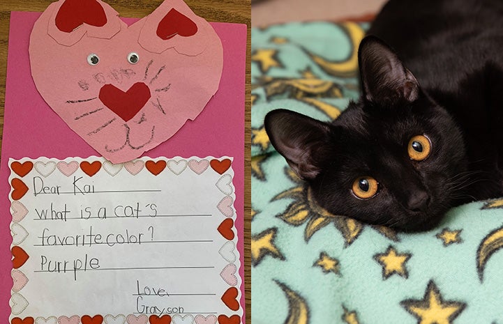 Handmade valentine to Kai the cat next to a photo of Kai