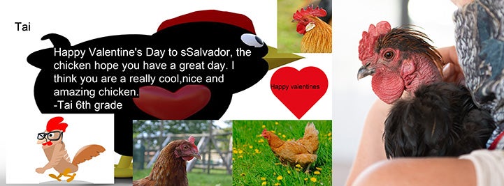 Computer generated valentine to Salvador the rooster next to a photo of Salvador