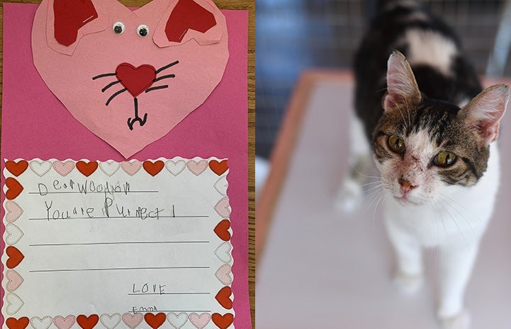 Handmade valentine to Woodrow the cat next to a photo of Woodrow