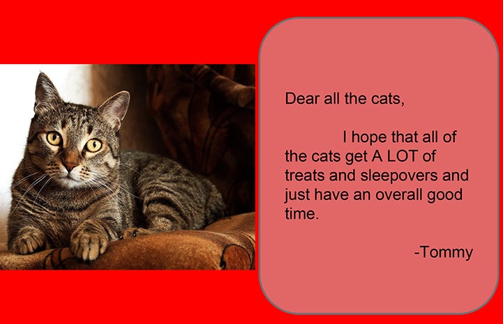 Computer generated valentine to all the cats with a photo of a brown tabby cat
