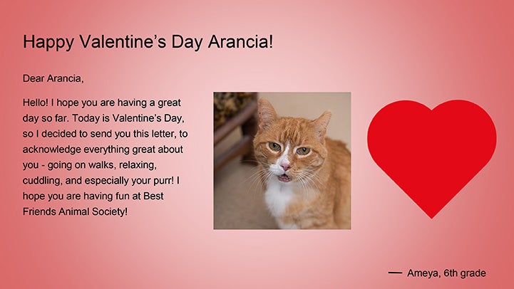 Computer generated valentine to Arancia the cat with a photo of Arancia