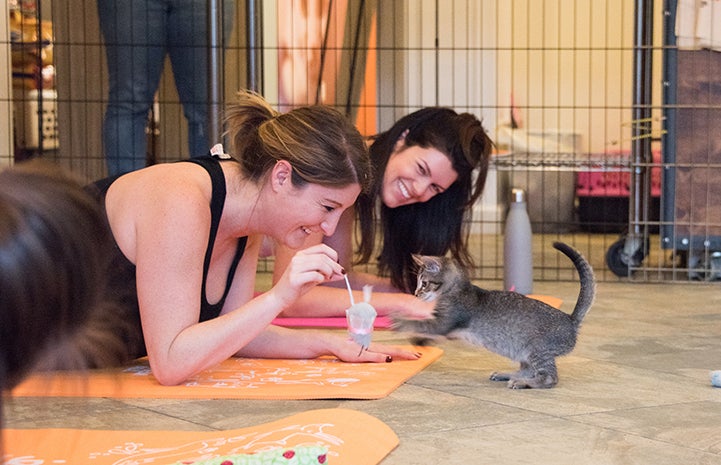 Two women lying on their mats doing yoga playing with a tabby kitten
