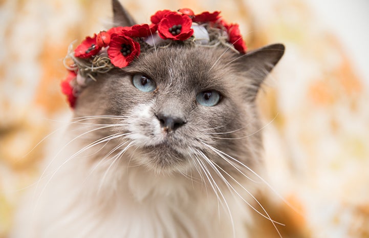 Siamese mix longhair cat with blue eyes wearing a red flower crown