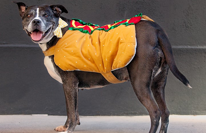 Pit-bull-type dog wearing a hot dog costume