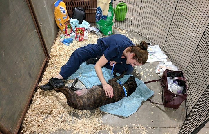 Woman comforting a dog at the at the Rescue and Reunite Center after Hurricane Harvey
