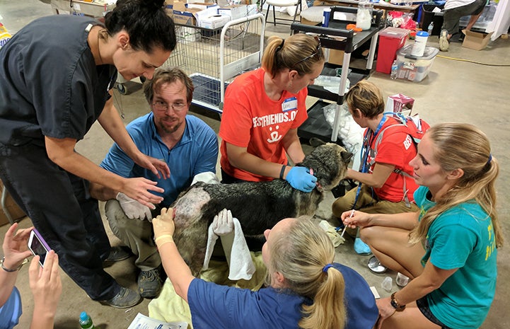 A dog receiving veterinary care at the at the Rescue and Reunite Center after Hurricane Harvey