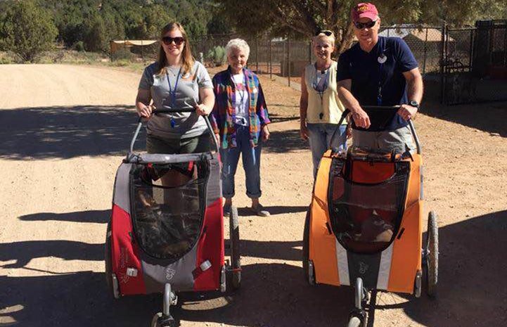 Katie Kramer Kelley volunteering with her family pushing cats in strollers