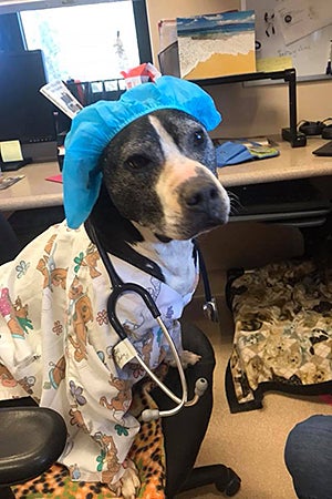 Curly the Vicktory dog wore a nurse costume this past Halloween