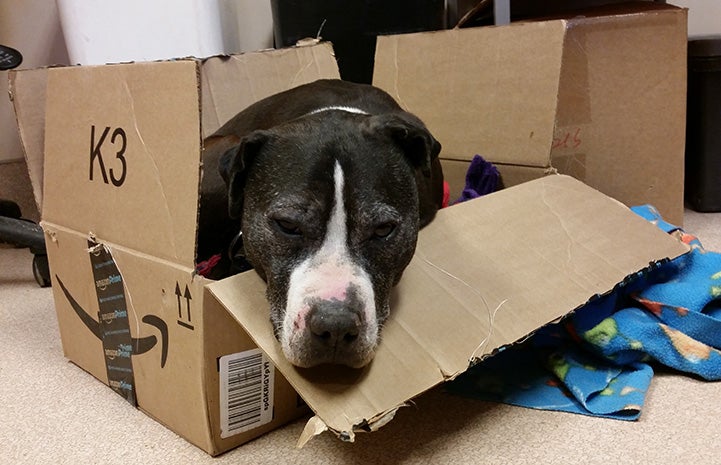 Curly the Vicktory dog in a cardboard box