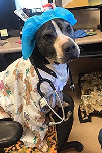 Curly the dog dressed as a nurse in scrubs and a protective hat, wearing a stethoscope