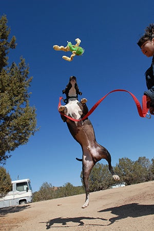 Denzel the Vicktory dog jumping up into the air for a toy