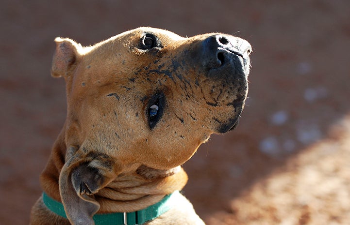 How Michael Vick's pit bulls changed animal rescue forever