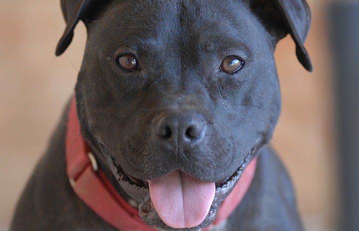 Mel the Vicktory dog smiling with tongue sticking out