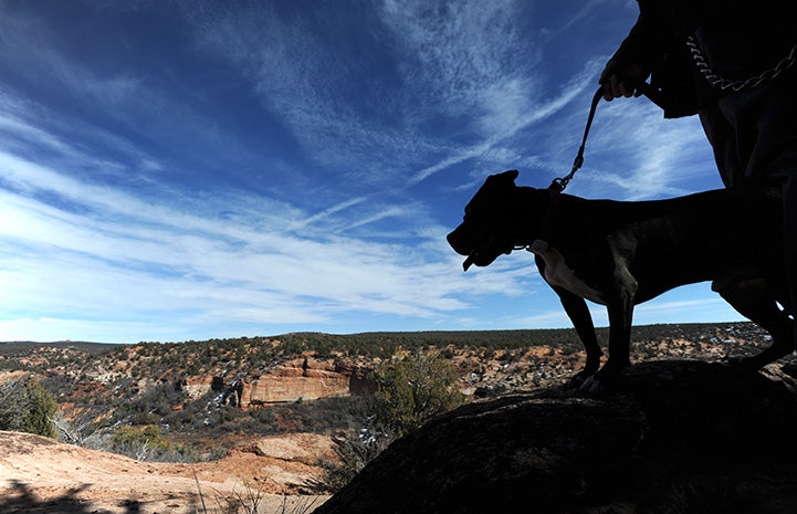 Silhouette of Mel the Vicktory dog on a walk with a person looking down at Angel Canyon