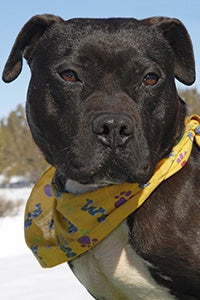 Mel the Vicktory dog wearing a yellow bandanna