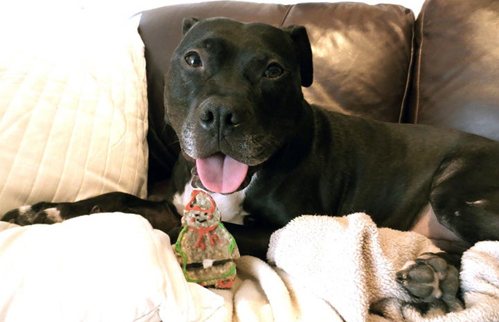 Mel the Vicktory dog lying on a couch with a Christmas cookie