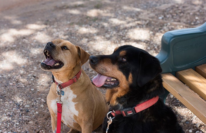 Meryl the Vicktory dog next to her canine pal Buddy Arnold