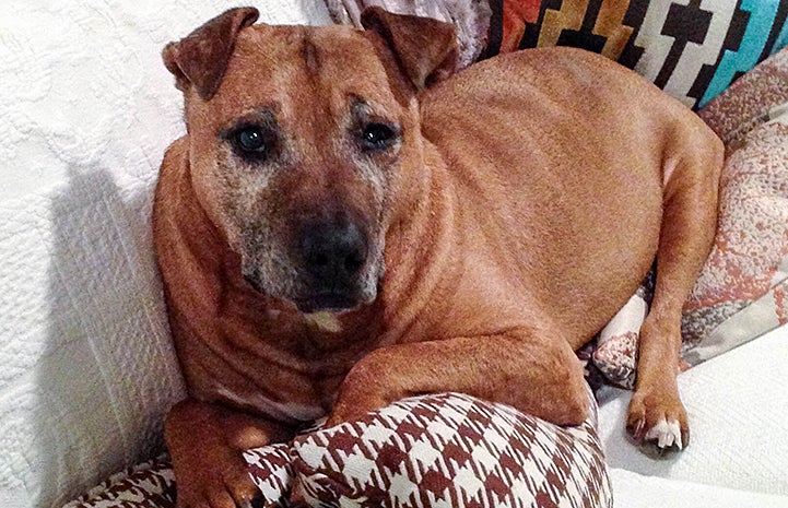 Oscar the Vicktory dog earned the nickname Potato because he loved the couch so much