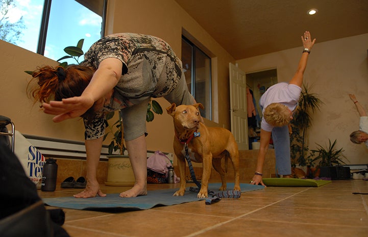 Vicktory dog enjoys a yoga class
