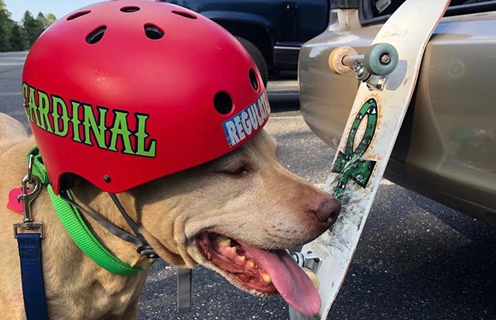 Tabasco the dog wearing a red helmet next to a skateboard