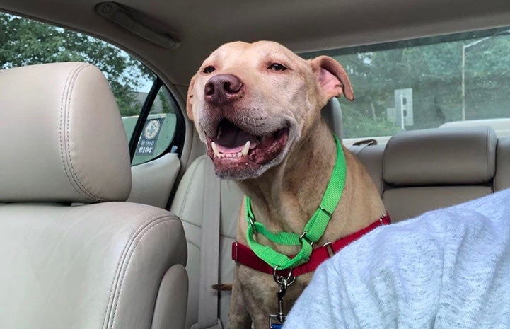 Tabasco the dog in the back seat of a car