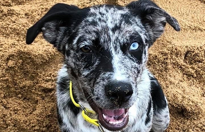Sunny the speckled puppy with two different colored eyes