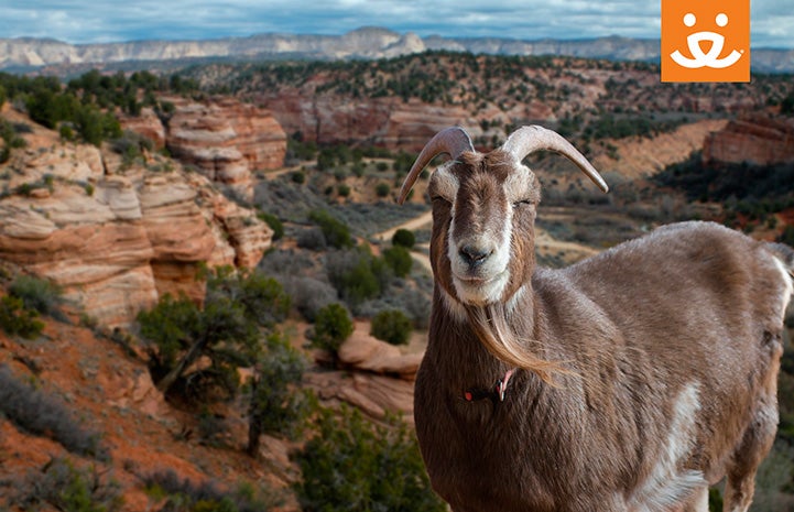 Smiling goat in front of Angel Canyon background with a Best Friends logo