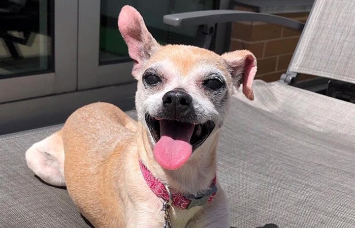 Dalilah the Chihuahua was one of the dogs adopted from Best Friends in New York