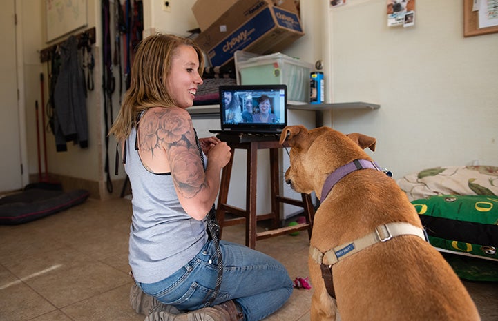A woman and Scooby the dog doing a virtual meet-and-greet for an adoption on a laptop computer