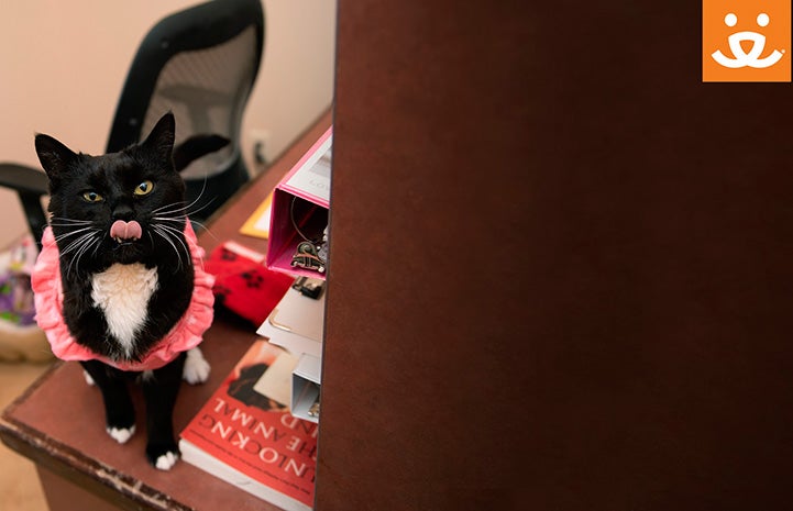 Tuxedo black and white cat wearing a pink outfit and licking her mouth background with a Best Friends logo