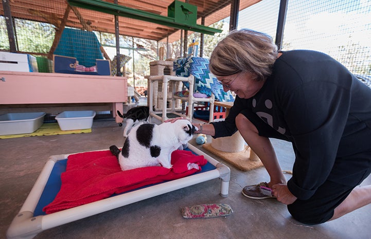 Volunteer Alma Davenport scratching the head of a black and white cat while helping at Cat World