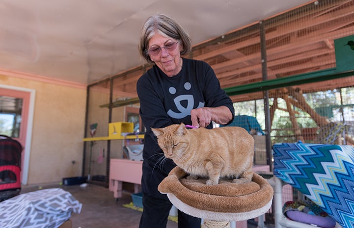 Volunteer Alma Davenport brushing an orange tabby cat