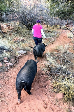 Volunteer Billie Johnson takes a walk with some potbellied pigs at Piggy Paradise