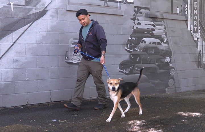 Volunteer Christian Ordonez walking a dog on a leash in front of a mural on a wall featuring vintage cars