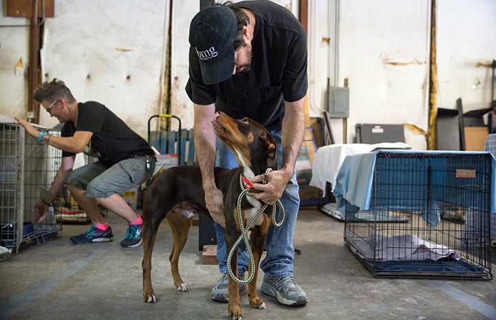 Volunteer Daniel Pruitt in Atlanta leaning down to pet a brown and tan dog