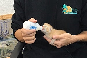 Volunteer Chelsea Hughes bottle feeding a neonatal kitten
