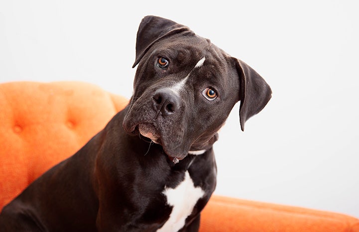 Flapjack, the dark gray and white pit bull type dog, sitting with his head tilted on an orange chair