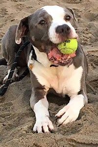 Harey the dog with a tennis ball in his mouth lying in the sand at the beach