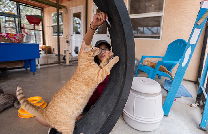 Chloe, the first Best Friends Junior Ambassador, playing with Kreamcicle the cat on a treadmill