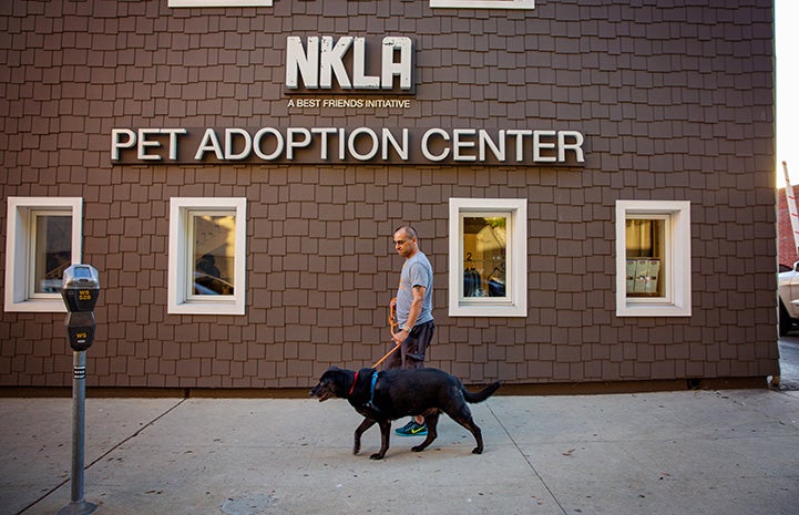 Volunteer Robert Lobo walking Knox the dog in front of the NKLA Pet Adoption Center