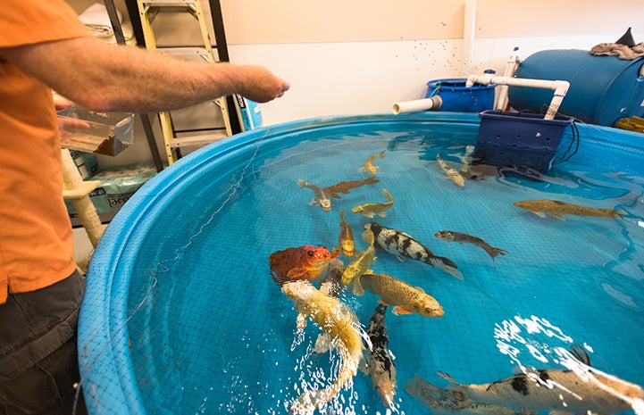 Keeping koi fish healthy is a big job and Doug Stockdale is a big part of that effort