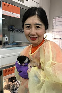 Volunteer Kyoko Bruguera helping feed neonatal kittens while wearing a gown and gloves