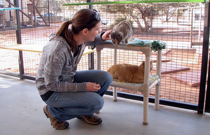 Volunteer Lizel Allen crouching down to pet a cat on a Kurunda bed